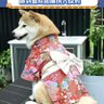 红灯 profil fotoğrafı