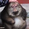 Profilbild von hornyguy