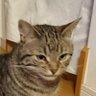 にやり猫 profil fotoğrafı