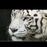 الرَّجُلُ الثَّقِيلُ رَحِمَهُ الله 的头像