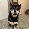 Caio 🐆 profil fotoğrafı