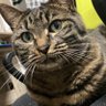 みょんにょんみょん profil fotoğrafı