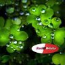 RedandWhite Ireland 的头像