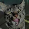 Balpekmez's profile picture
