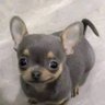 wat da dawg doin?! 的头像