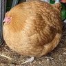 Pollo👍 profil fotoğrafı