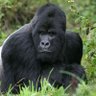 Gorilla's profile picture