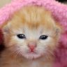 hi profil fotoğrafı