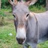 JiCé Brustor profil fotoğrafı