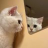 Si E profil fotoğrafı