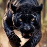 EleyiOfX's profile picture