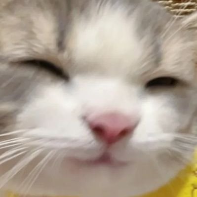 やっぱり猫が好き's profile picture
