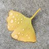 Фото профиля 专怼殖蛆