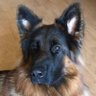 Howyis profil fotoğrafı