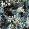 Xoxo profil fotoğrafı