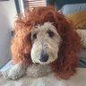 Rex's profile picture