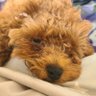 コースケ(コジロ)'s profile picture