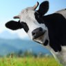 Profilbild von Cow