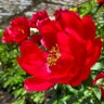 Фото профиля かの