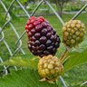 Фото профиля OfAllTrades