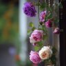 Фото профиля alessaeia