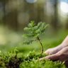 Evergreen Vibes 的头像