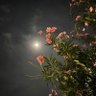الريم || alReem 🤍🕊️ profil fotoğrafı