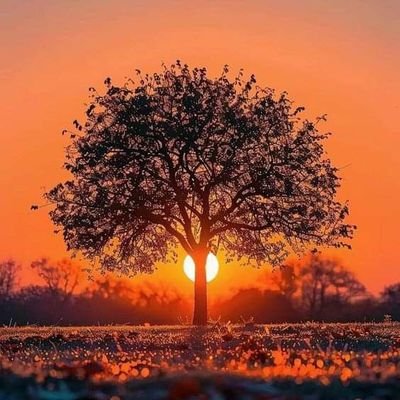 NATURAL VIDEOGRAPHY's profile picture