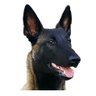 eLASTICs's profile picture
