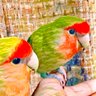 もくがー🐦もうすぐ子育て完了's profile picture