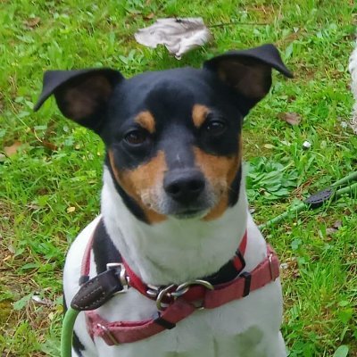 FiofalFaltoyano's profile picture
