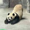 明天上街去买猪🐷's profile picture