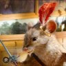 Reepicheep's profile picture