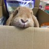 あずきかりばー's profile picture