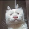 一醉江湖三十春's profile picture