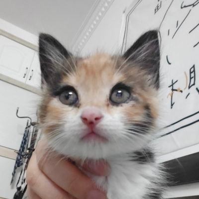 moonbear6116's profile picture