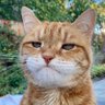 Profilbild von Cheese💚💛🐶🐈‍⬛