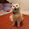 Katscarey profil fotoğrafı
