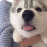 Cosmo 🇺🇸's profile picture