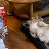 まぁくん 的头像