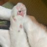 IKA's profile picture