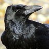 Фото профиля Just a Crow