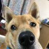 hachi=man🍄🦷👻's profile picture