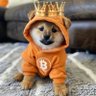 Фото профиля Dog's Mart