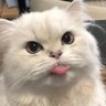 Profilbild von 李丽