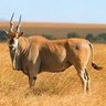 Mwendamberi profil fotoğrafı
