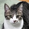 Cool cats's profile picture