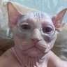 Raccoonredhead's profile picture