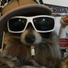 Profilbild von Pdawg