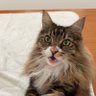 Фото профиля 茶々丸母ちゃん